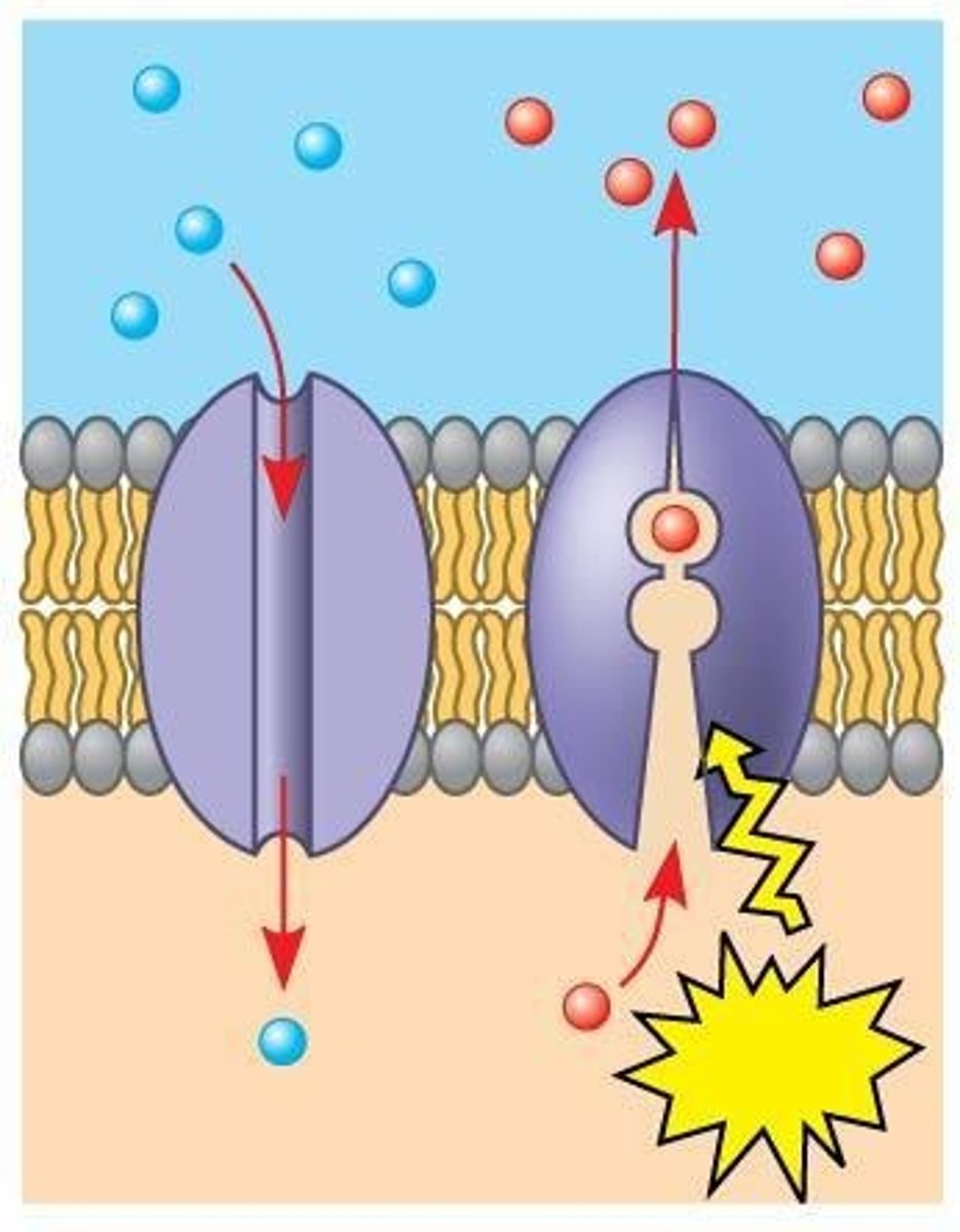 <p>allow passage of hydrophilic substances across membrane</p>