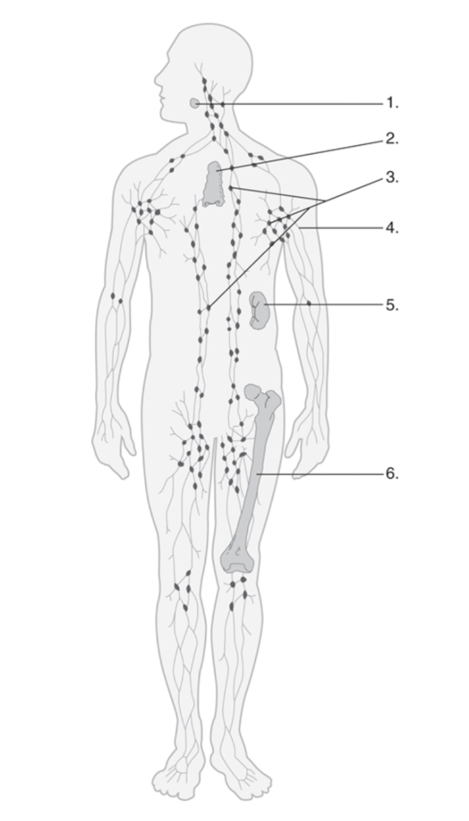 <p>6</p>