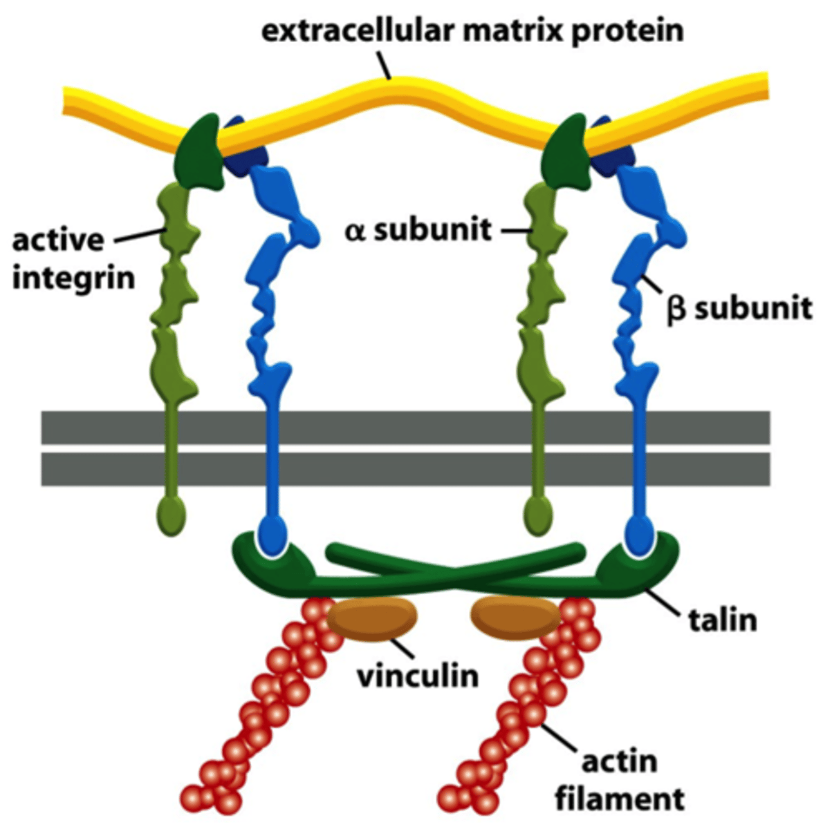 <p>adaptor protein which competes with the α-subunit of integrin for a binding site on the β-subunit; it mediates the interaction of integrin with actin filaments</p>
