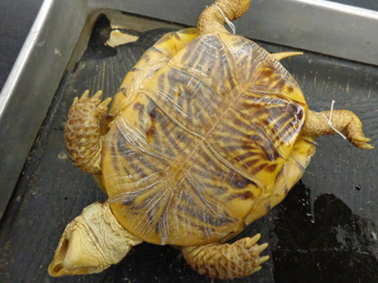 <p>Terrapene ornata</p><p>Order: Testudines</p><p>Family: Emydidae</p>