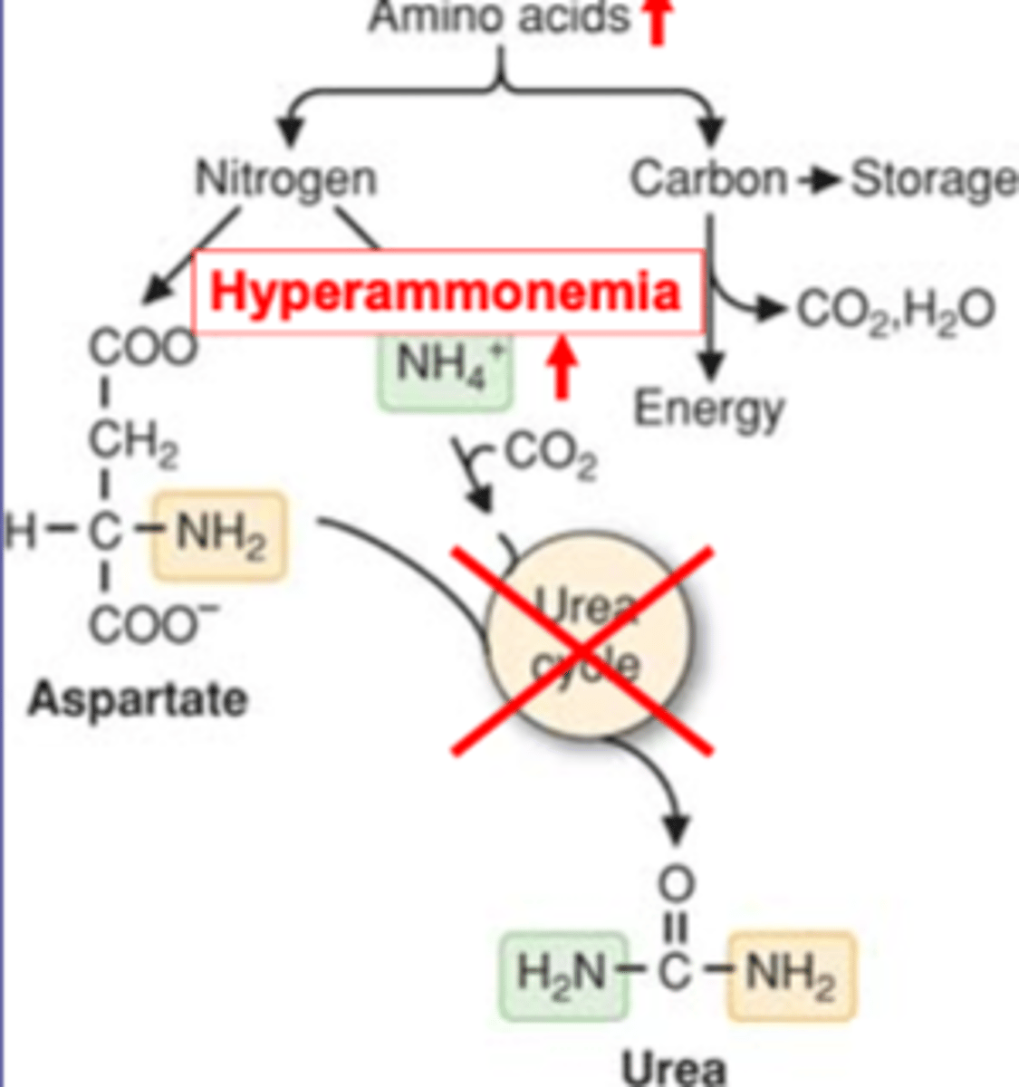 <p>AA-> Carbon path or Nitrogen path<br>Nitrogen moved by TAs<br><br>-make free ammonium or ASP for urea cycle<br>-when urea cycle knocked out cause hyperammonemia and increased AAs</p>