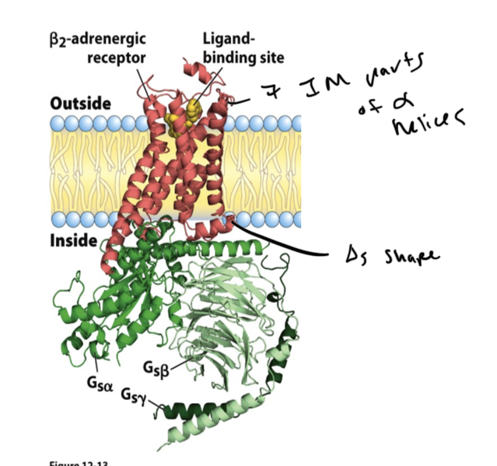 <p>heterotrimeric membrane-associated proteins</p><ul><li><p>have alpha, gamma, and beta subunits</p></li><li><p>the receptor changes shape when the ligand binds</p></li></ul><p></p>