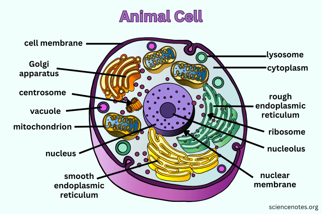 <p>What is the main function of the Golgi apparatus?</p>