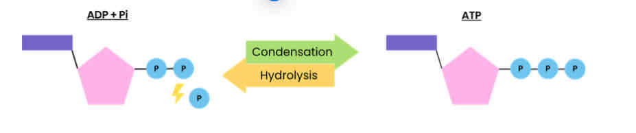 <p>Describe how ATP is resynthesised in cells</p>