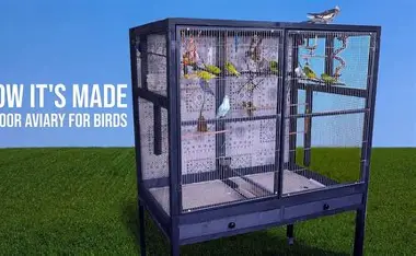 <p>African grey parrot, cockatiel</p><p>usually metal (can be inside or outside)</p>