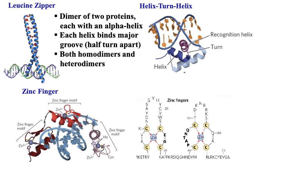 <p>dna binding</p>