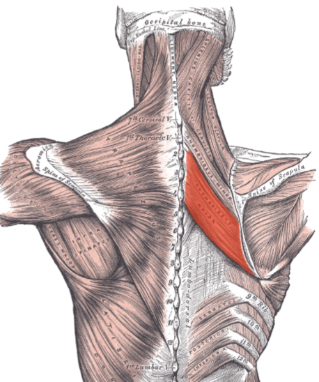 <ul><li><p>Proximal:</p><ul><li><p>Spinous processes of T2–T5</p></li></ul></li><li><p>Distal:</p><ul><li><p>Medial border of scapula from the spine to the inferior angle</p></li></ul></li><li><p>Action:</p><ul><li><p>Retracts scapula</p></li><li><p>Elevates and downwardly rotates scapula</p></li></ul></li><li><p>Innervation:</p><ul><li><p>Dorsal scapular nerve (C4–C5)</p></li></ul></li></ul><p></p>