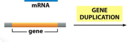 <p>genetic innovation (result) of gene duplication</p>