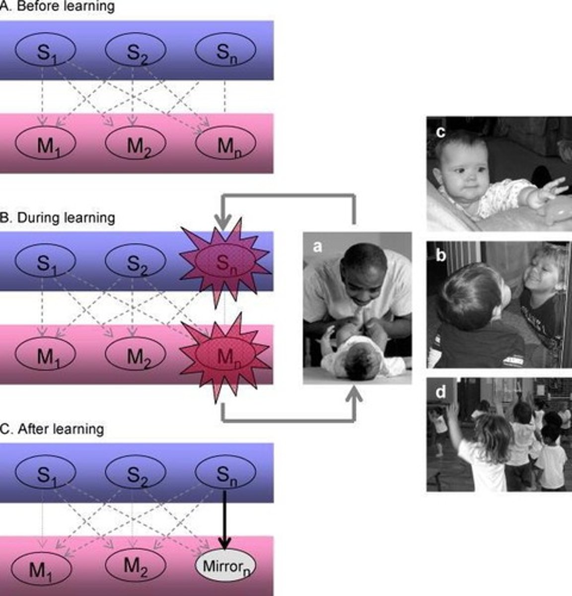 <p>fMRI studies show that 'Point-Light Walkers' activate the MNS as well as the STS and occipital cortex, indicating a wider network involved in processing biological motion.</p>