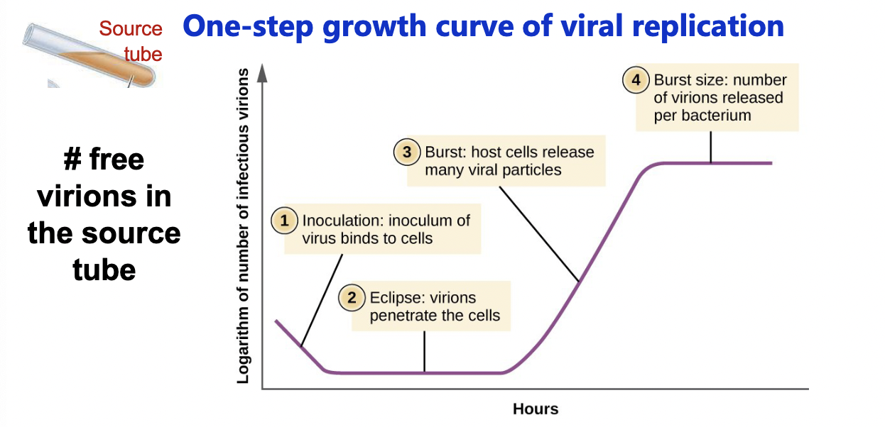 <p>Eclipse period: period during which no infective virions are released</p><p>Burst period = rise period = maturation phase</p><p>Burst size: number of virions released per bacterium</p><ul><li><p>information on a given phage: how long to replicate, hoe many virions released</p></li></ul><p></p>