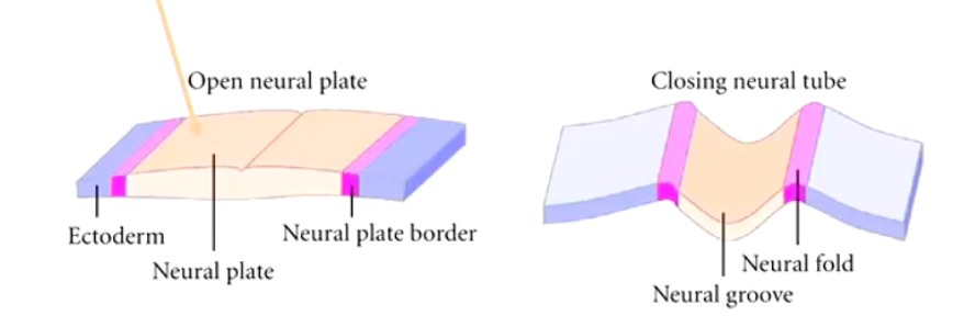 <p>• Neural plate= thicker central part of the ectoderm</p><p>• Neural folds (or neural plate border) = margins of the neural plate</p><ul><li><p>Depends on if open or closing</p></li></ul><p>• Neural groove = the sulcus of the neural plate</p>