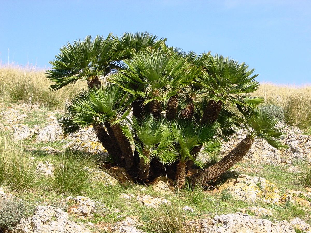 European Windmill palm