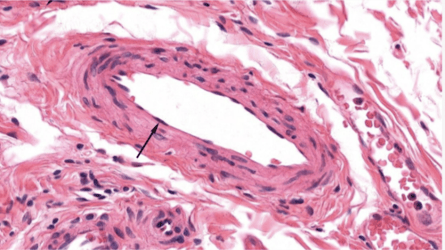 <p>Identify the type of epithelia</p>