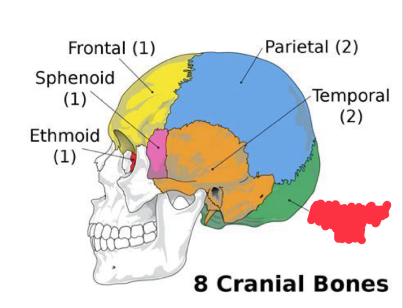 <p>What cranial bone is this?</p>