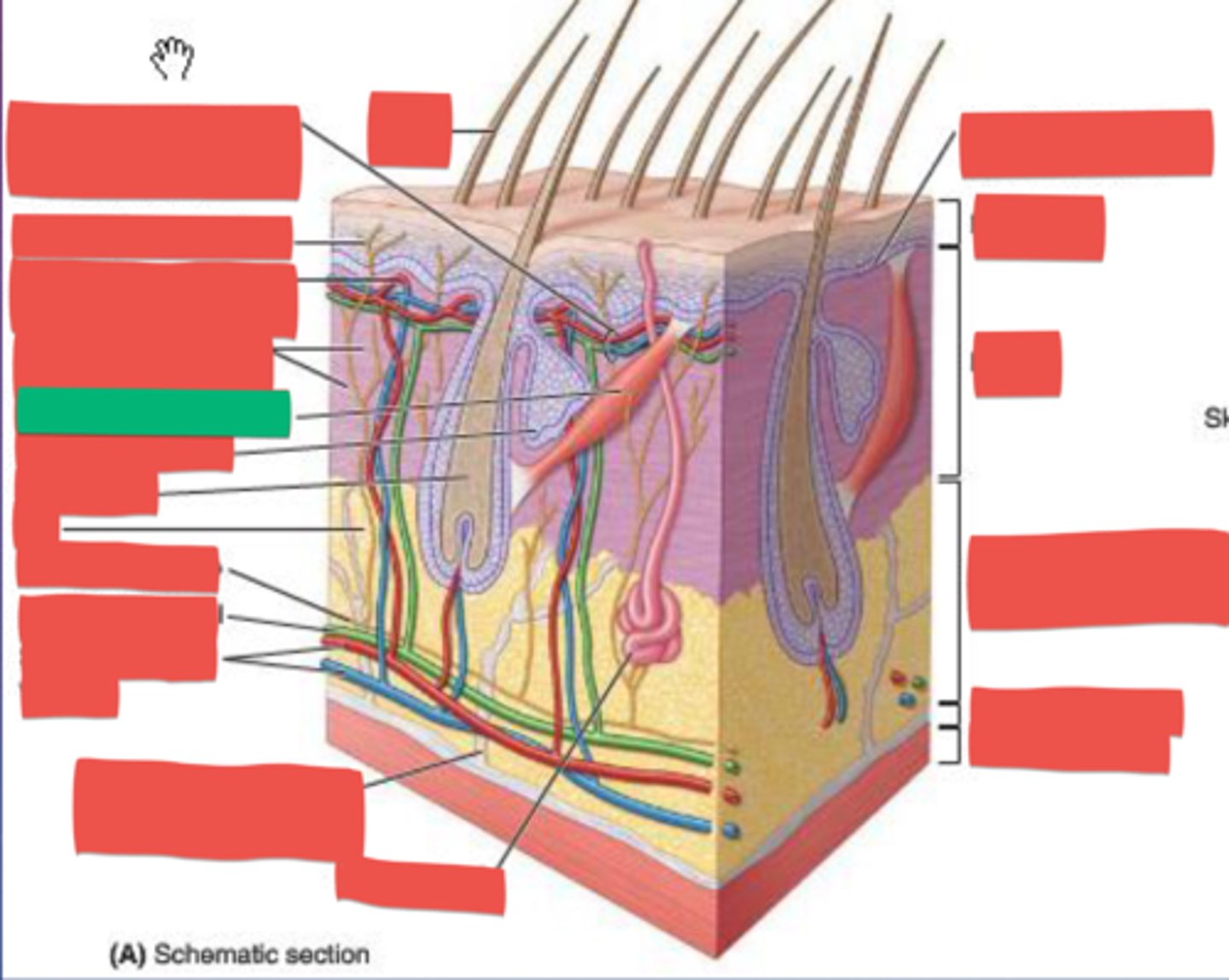 knowt flashcard image