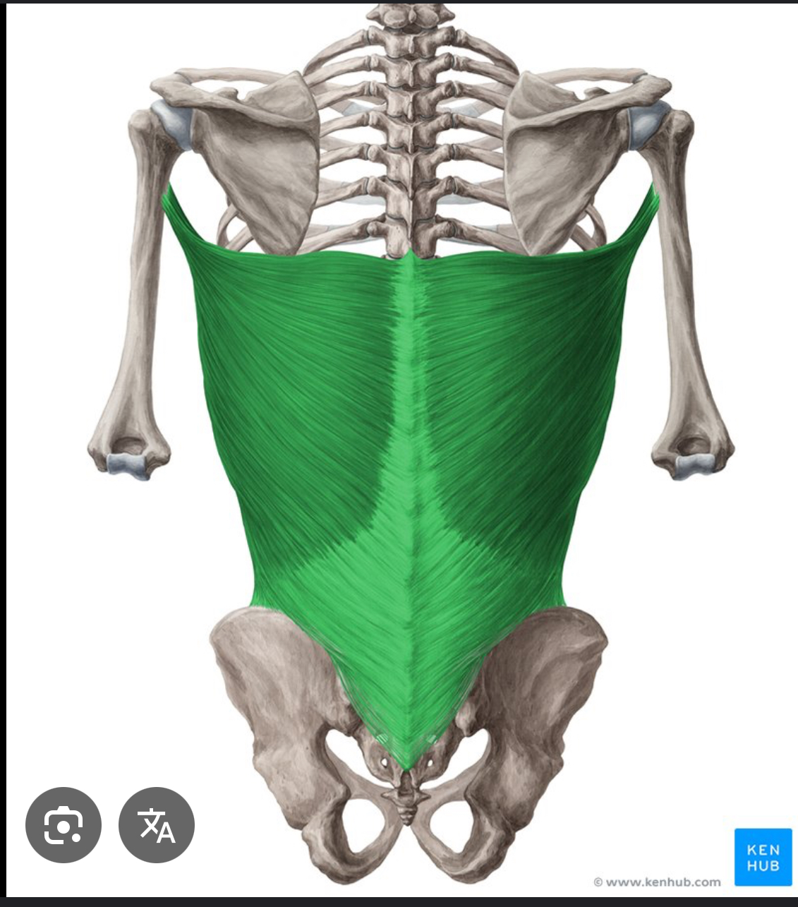 <p>What is the origin of the Latissimus Dorsi muscle?</p>