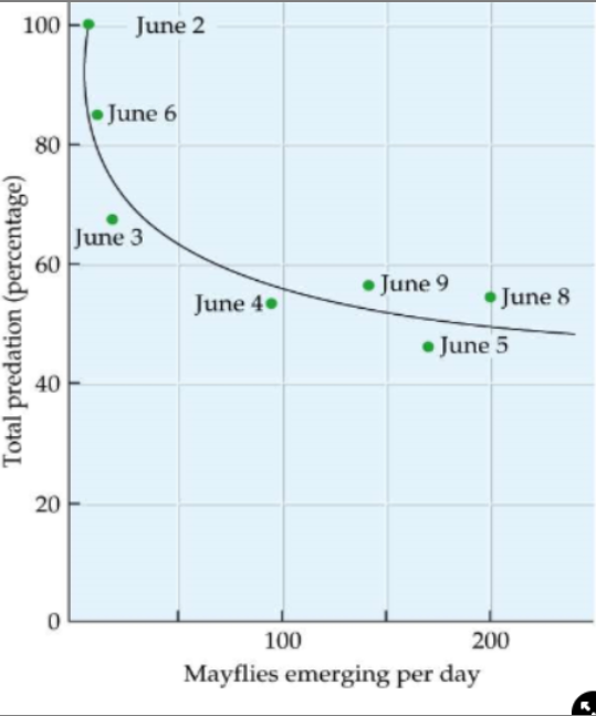 <ul><li><p>live in freshwater, adults emerge and are predated by fish</p></li><li><p>measured the number of adults emerging that were predated</p></li><li><p>results→</p><ul><li><p>the days where more mayflies emerged were when there was less predation risk, as the fish became full faster</p></li></ul><p><strong>→ the dilution effect is causing selection for synchronised emergence</strong></p></li></ul>