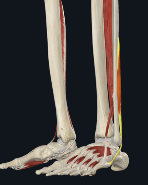 <p>name the yellow highlighted muscle </p>