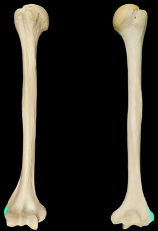 <p>the less pronounced bump on the lateral side of the distal humerus</p>