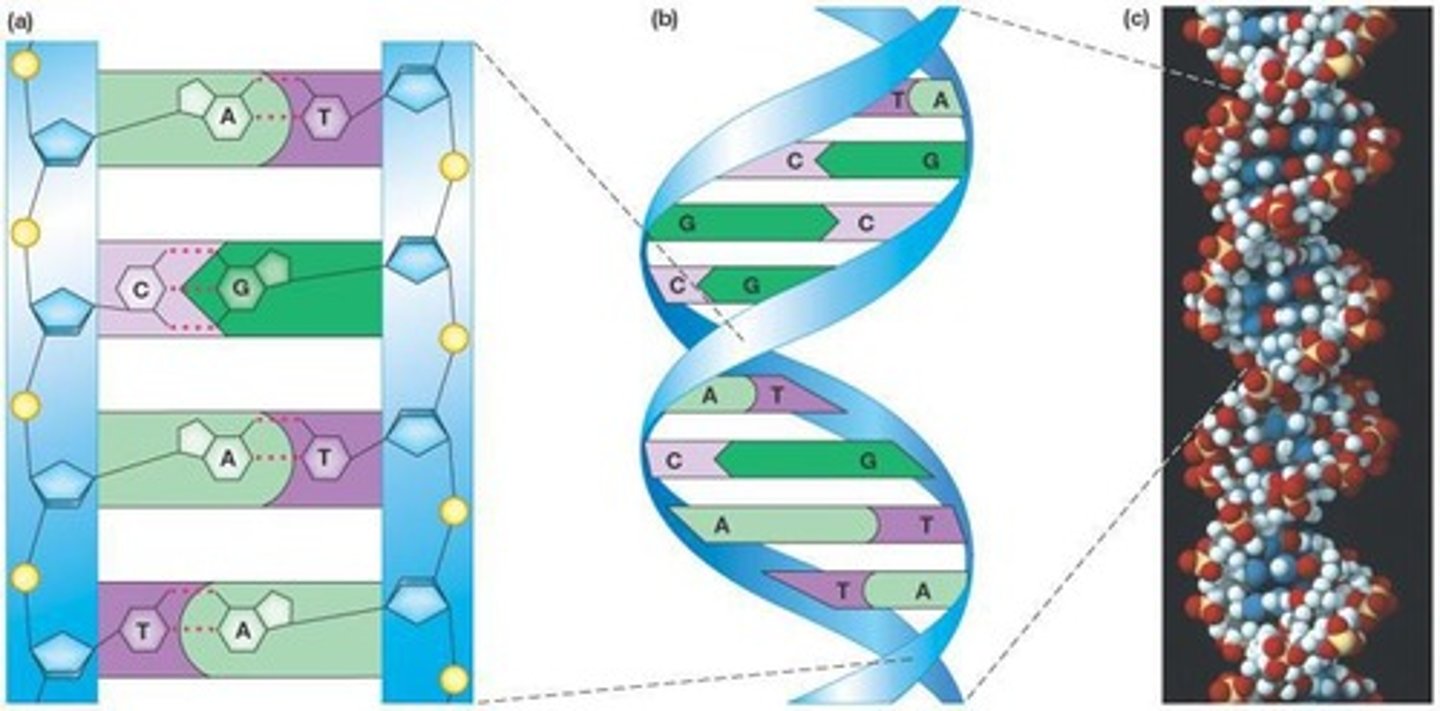 <p>Watson and Crick.</p>