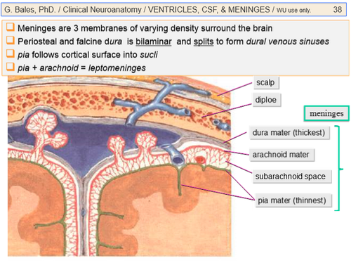 Arachnoid and pia mater
