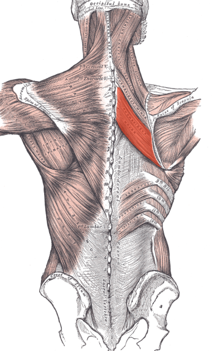 <p>back bone close to the spine (bottom)</p>