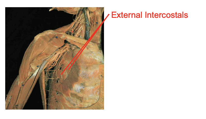 <p>External Intercostals (ex to sex—- serrations face downard towards your plevice)</p><p></p><p>Origin</p><ul><li><p>inferior margin of rib aboce</p></li></ul><p>insertion</p><p>0 superior margin of rib below</p><p></p><img src="https://knowt-user-attachments.s3.amazonaws.com/f9362859-f005-4ea0-ae79-0af7afc21bea.png" data-width="100%" data-align="center"><p></p>