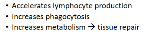 <ul><li><p>accelerates lymphocyte production </p></li><li><p>increases phagocytosis </p></li><li><p>increases metabolism —> tissue repair</p></li></ul><p></p>