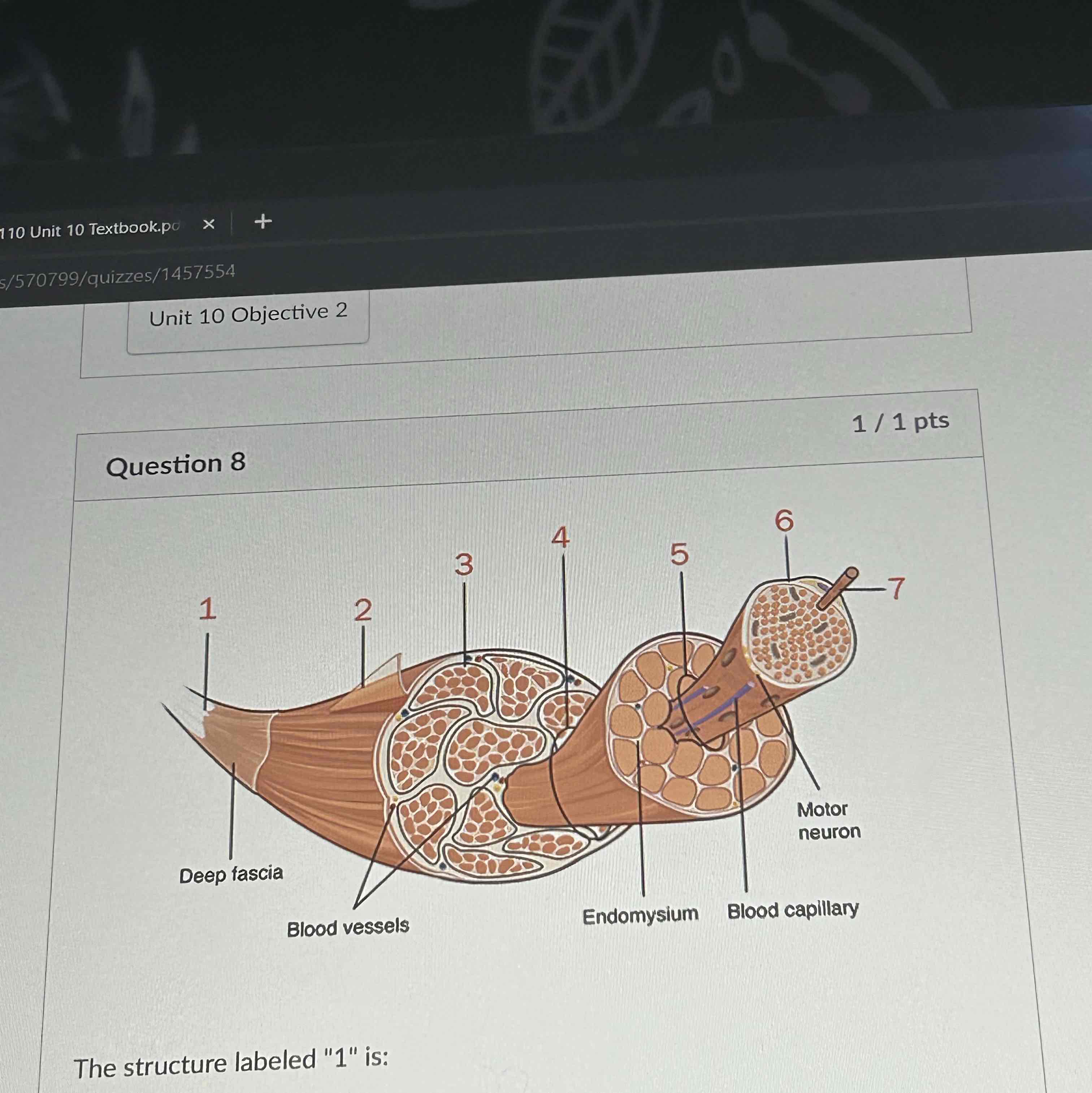 <p>The structure labeled 1 is </p>