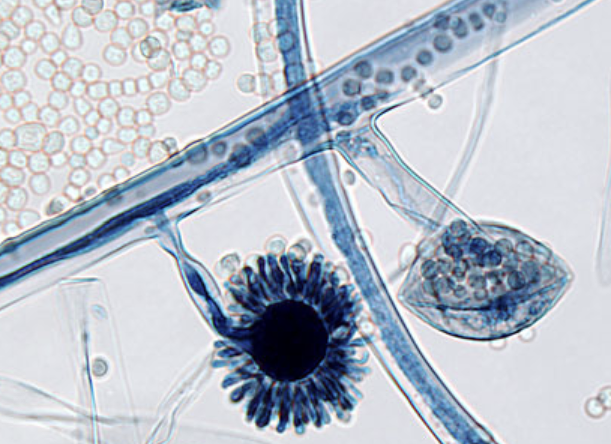 <p>What species is this?</p>