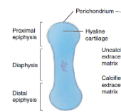 <p><span>Specific chemical messages cause the cells in mesenchyme to crowd together in the general shape of the future bone, and then develop into chondroblasts. The chondroblasts secrete cartilage extracellular matrix, producing a cartilage model consisting of hyaline cartilage</span></p>