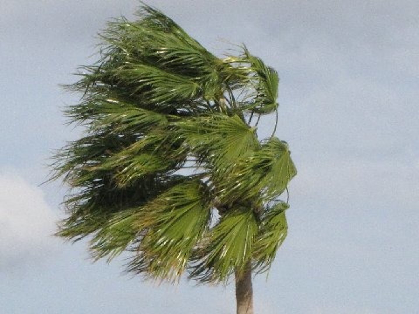 <p>сильний вітер</p>