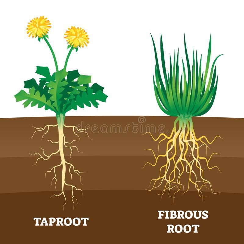 <p>grows a mass of mine roots which spread out over a wide area. Ex: grass</p><p><strong>Advantages</strong></p><ul><li><p>Spreads over a wide area to obtain moisture and nutrients</p></li></ul><p></p>