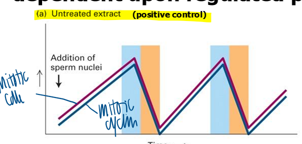 <p>experimental system works </p><ul><li><p>increase in mitotic cdk and cyclin correlate </p></li></ul><p></p>