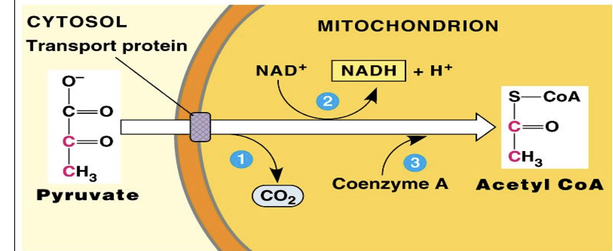<ul><li><p>Occurs before the Krebs Cycle if oxygen is available</p></li><li><p>Pyruvate (2 3C) enters the mitochondria and is converted to Acetyl CoA</p><ul><li><p>Each gives off CO2 and reduces NAD+ to NADH </p></li></ul></li></ul><p></p>
