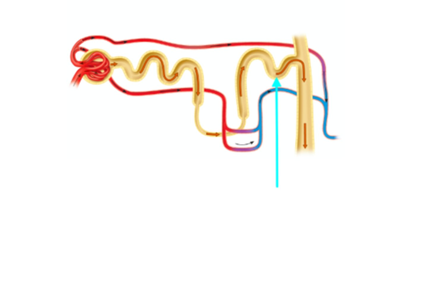 <p>What structure of the kidneys is the blue arrow pointing at?</p>