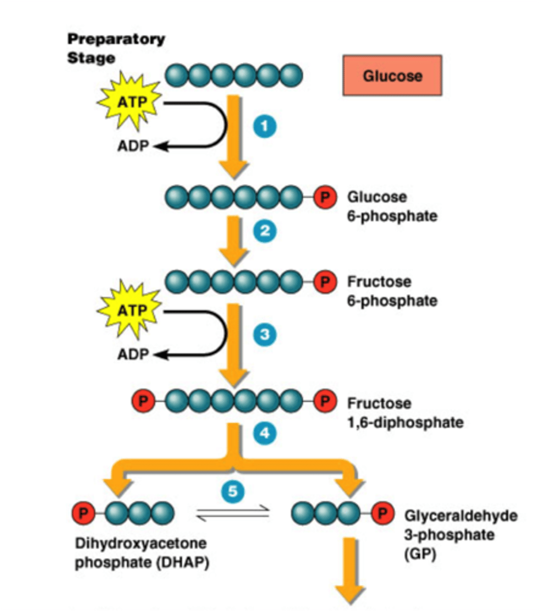 <p>2 Phases:</p><p>1. 6C Phase (pay in) requiring 2 ATP where an isomerization occurs between G6P and F6P.</p><p>2. 3C Phase (payoff)</p>