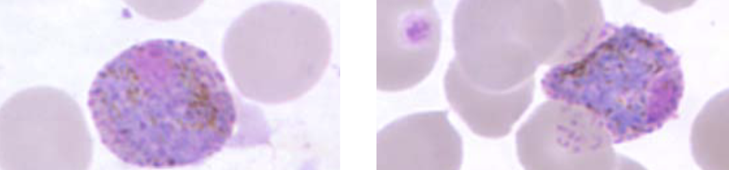 <p>What organism is this? How can you tell?</p>
