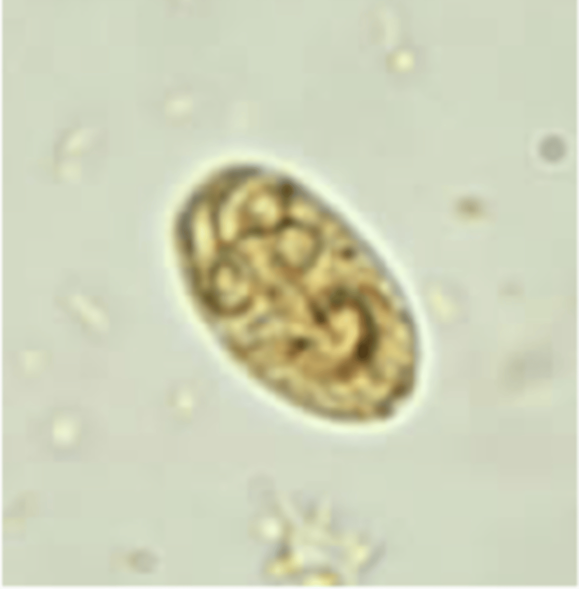 <p>Isolated from the faeces of a puppy with diarrhoea. Owner also reports diarrhoea in the household. What parasite is this?</p>