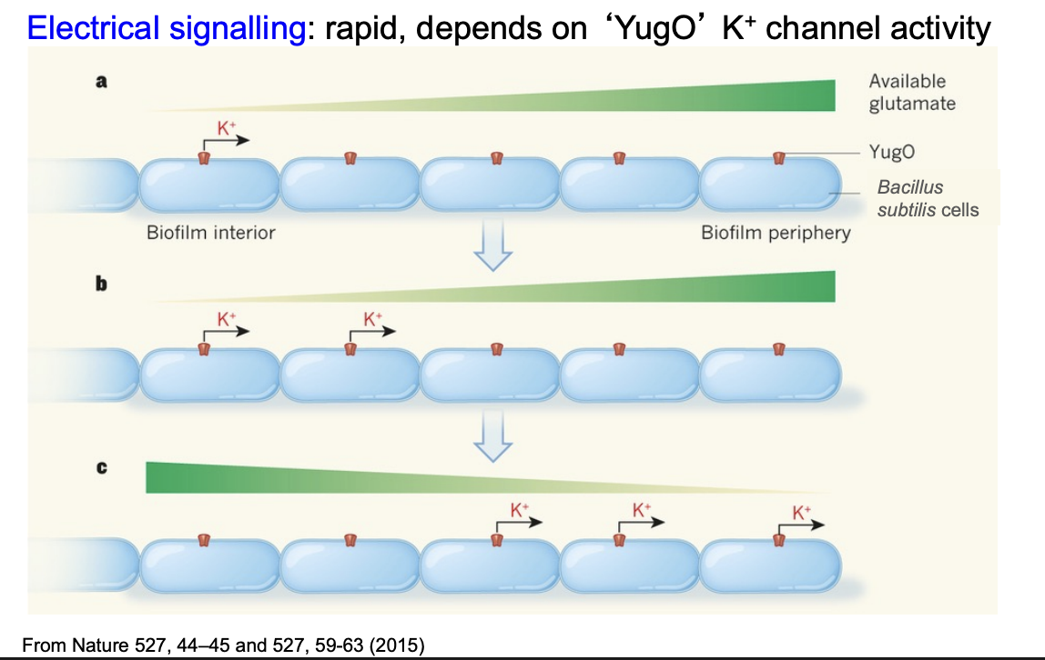 <ol><li><p>Cells at edge find glutamate</p></li><li><p>cells at centre lack glutamate</p></li><li><p>These activate K+ ion extrusion </p></li><li><p>Change in trans-membrane voltage around neighbouring cells</p></li><li><p>… which activates YugO channels</p></li><li><p>expanding wave of <strong>increased</strong> K+ created</p></li><li><p>inhibits glutamate uptake by <strong>edge</strong> cells</p></li><li><p>More to the centre</p></li></ol><p></p><p>This can then reverse as the edge cells get hungry- oscillations</p><p>OVERALL: even distribution of resource</p><p></p>