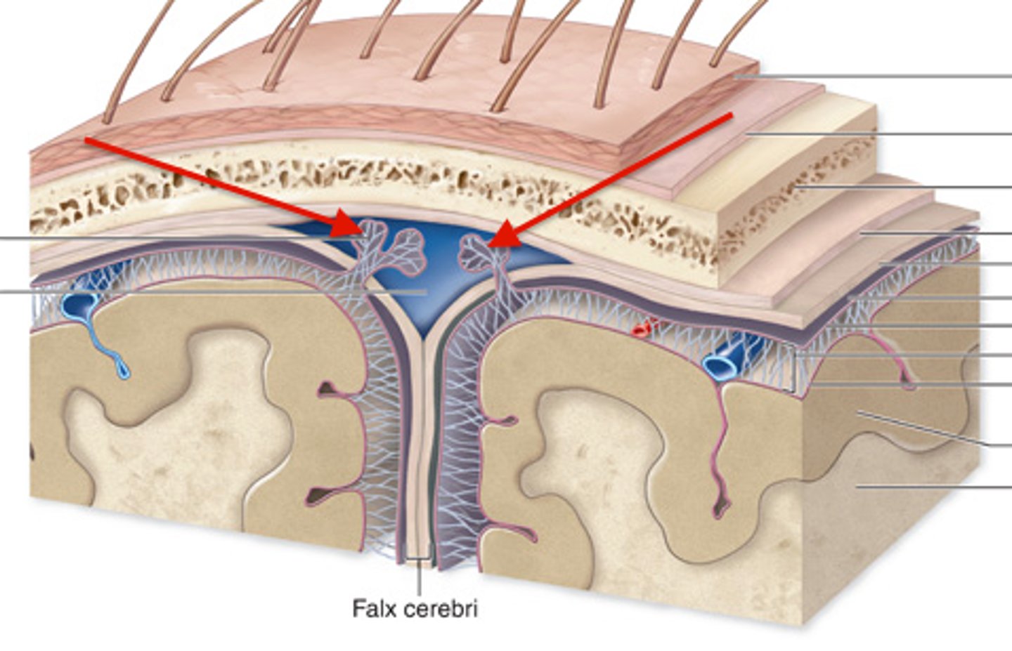 <p>Structures that reabsorb CSF into venous blood (dural sinuses)</p>