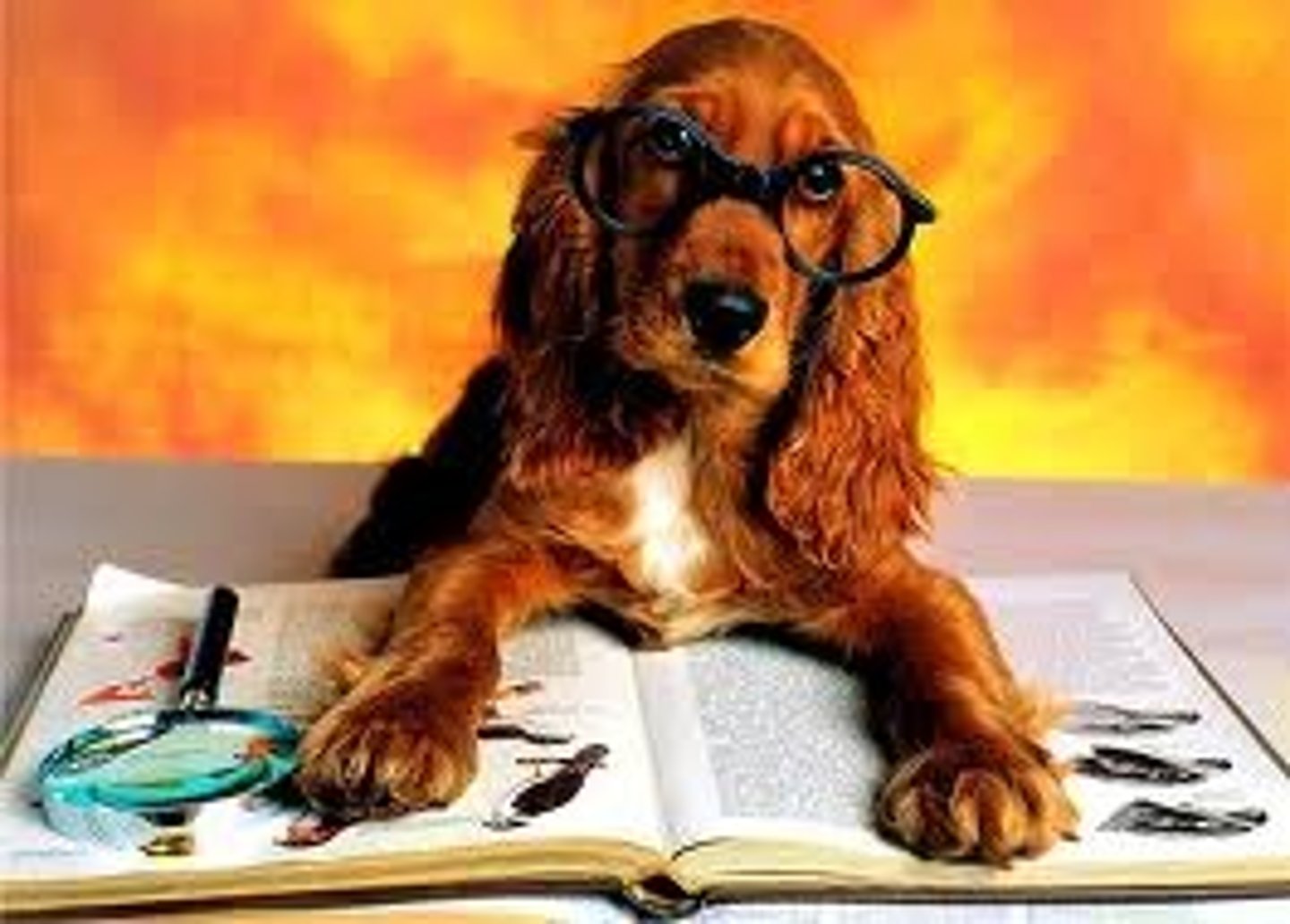 <p>studious</p>