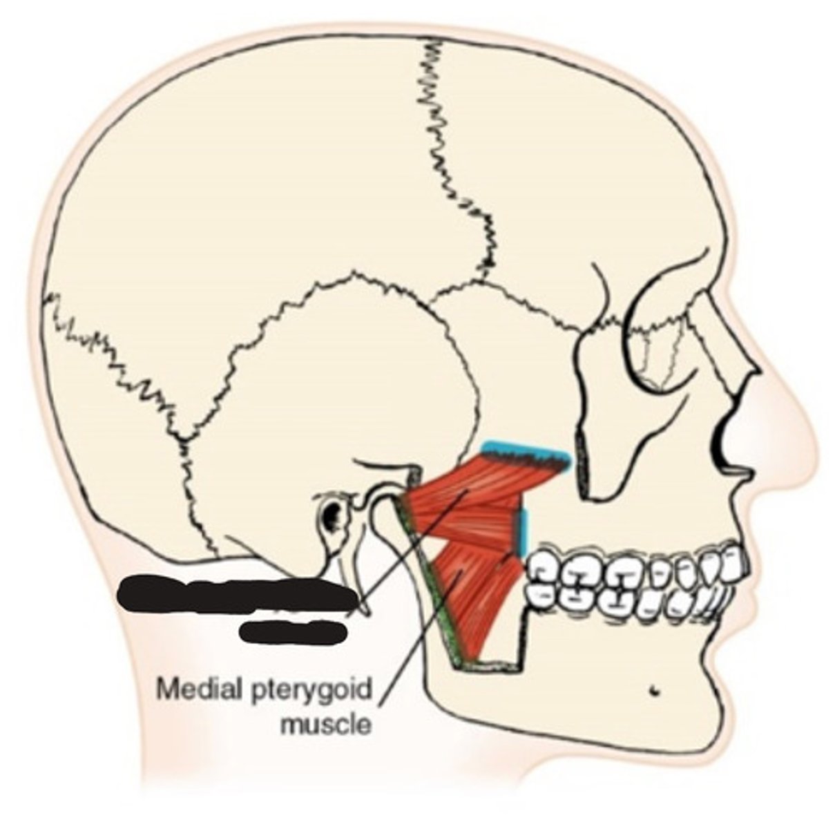 <p>What muscle is this?</p>