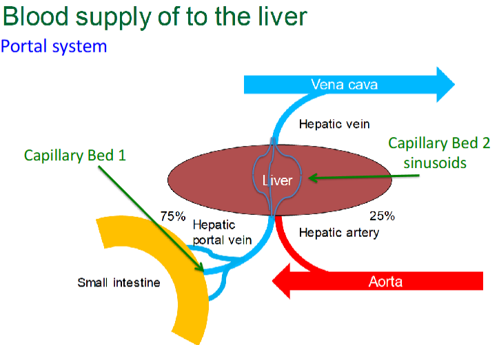 <p>Hepatic portal vein</p>