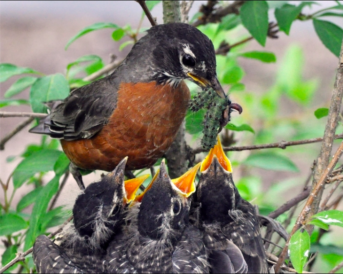<p>American Robin</p>