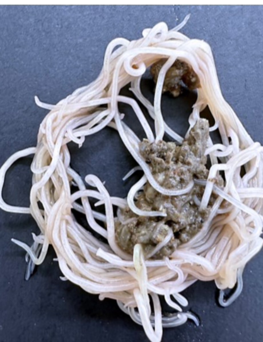 <p>Small intestine of chicken, turkey, dove etc;</p><p>Feeding</p><p>• Intestinal content;</p>
