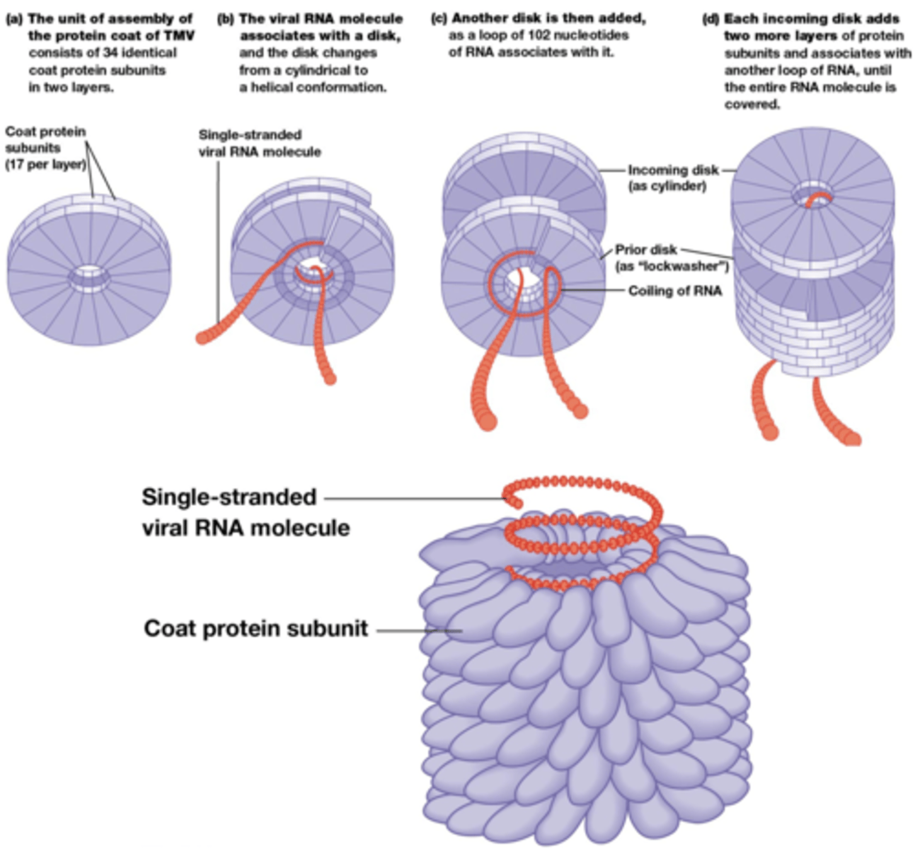 <p>Ribosomen</p><p>Membranen</p><p>Virussen</p><p>foto: Tabak mozaïek virus (rna en manteleiwitten in een ploegbuis en je krijgt het tabak mozaiek virus)</p>