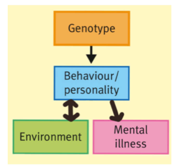the association between $$one’s genetically influenced behaviour and others’ reactions to that behaviour$$. In this case, the relationship between the environment and psychiatric illness is confounded by an i@@ndividual’s genotype@@, which: 

* Influences his/her behaviour or personality, and; 
* To which the environment reacts in a certain way. \n  

→ if someone is genetically likely to be suspicious and acts that way, people around him/her might notice this and look at him/her, this can, in turn, reinforce being suspicious. 

→ child born with a difficult temperament evokes frustration in parents, which inhibits parents from responding adequately to the child's needs

GENETICS → BEHAVIOUR → REACTION (ENVIRONMENT)