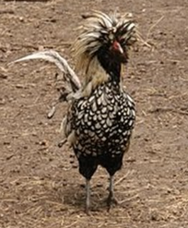 <ul><li><p>ornamental bird but was once used for egg production </p><ul><li><p>around 200 or more medium white eggs per year </p></li></ul></li><li><p>very easy to handle and tame </p></li><li><p>good pets, but not for beginners</p></li><li><p>their top crest (pompom) makes them susceptible to eye infections</p></li></ul><p></p><p></p>