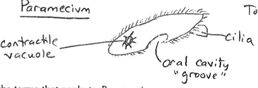 <p>A Unicellular protist found in aquatic habitats, Heterotrophic, covered in cilia</p>